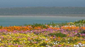 flowers-west-coast