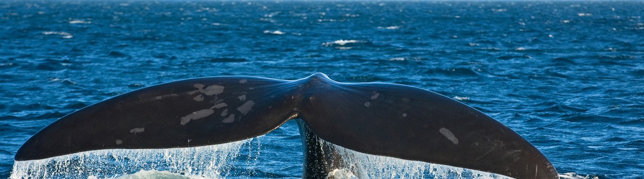 Hermanus-Southern-Right-Whale-small