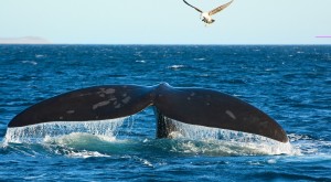 Hermanus-Southern-Right-Whale-small